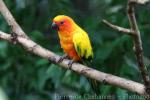 Sun parakeet