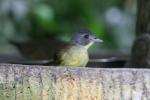 Grey-headed bristlebill