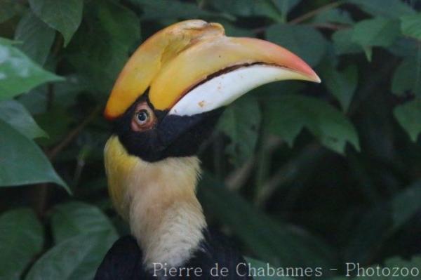 Great hornbill