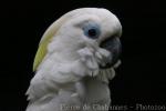 Blue-eyed cockatoo