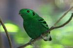 Green broadbill