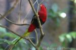 Stella's lorikeet