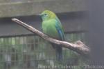 Blue-winged leafbird