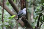 Blue ground-dove