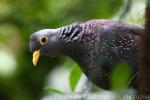 African olive-pigeon