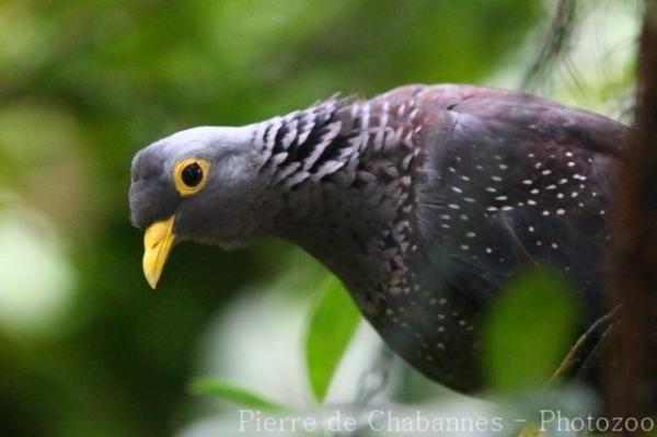 African olive-pigeon