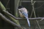 Iberian azure-winged magpie