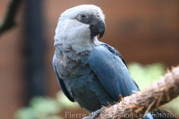 Spix's macaw