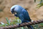 Spix's macaw