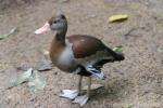 Black-bellied whistling-duck