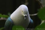 Elegant imperial pigeon