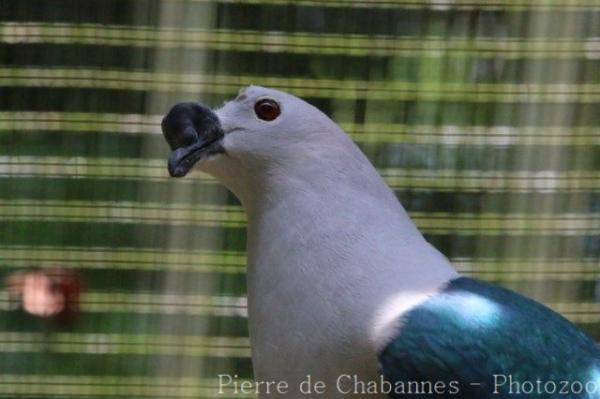 Spice imperial-pigeon