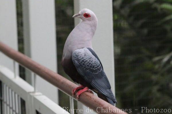 Pinon's imperial-pigeon