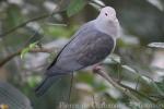 Pink-headed imperial-pigeon