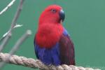 Eclectus parrot