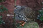 Natal francolin