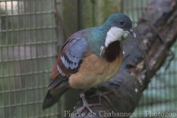 Mindanao bleeding-heart