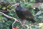 Northern bald ibis