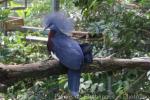 Southern crowned-pigeon