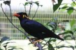 Common hill Myna