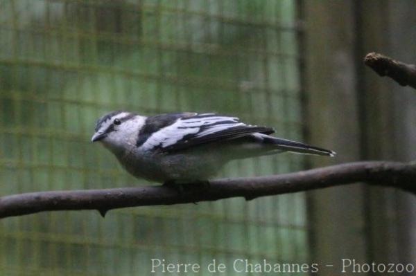 Pied triller