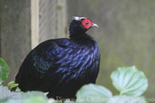 Edwards's pheasant