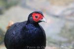 Crestless fireback pheasant