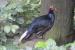 Edwards's pheasant