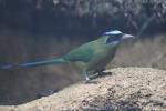 Blue-crowned motmot