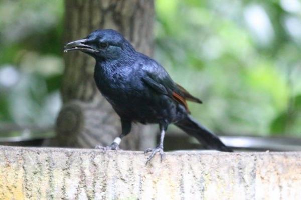 Red-winged starling