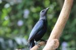 Red-winged starling