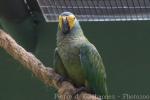 Red-bellied macaw