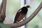 Raggiana bird-of-paradise