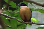 Blue-winged pitta