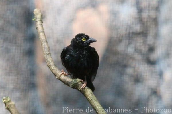 Vieillot's black weaver