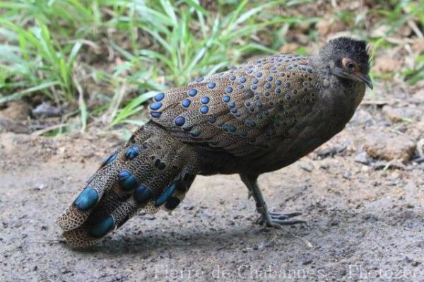 Malay peacock-pheasant