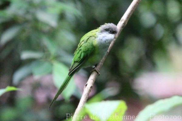 Grey-hooded parakeet