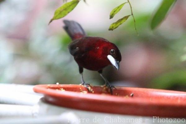 Silver-beaked tanager