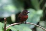 Silver-beaked tanager