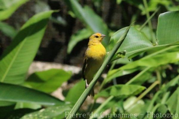 Saffron finch