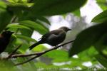 Palm tanager