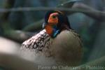 Cabot's tragopan