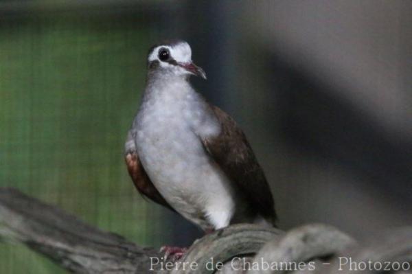 Tambourine dove