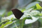 Malayan crow