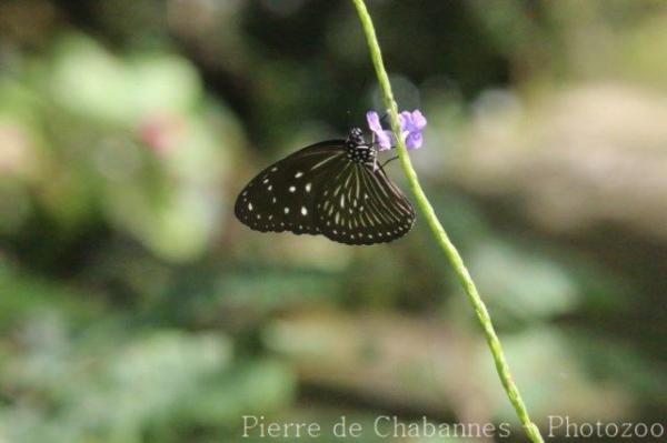 Striped blue crow