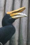 Javan rhinoceros hornbill