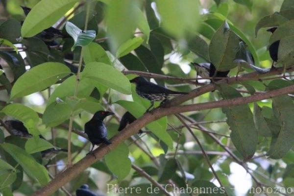 Asian glossy starling