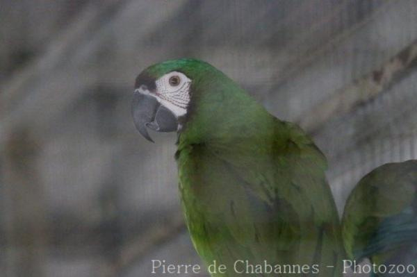 Chestnut-fronted macaw