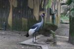 Grey crowned-crane