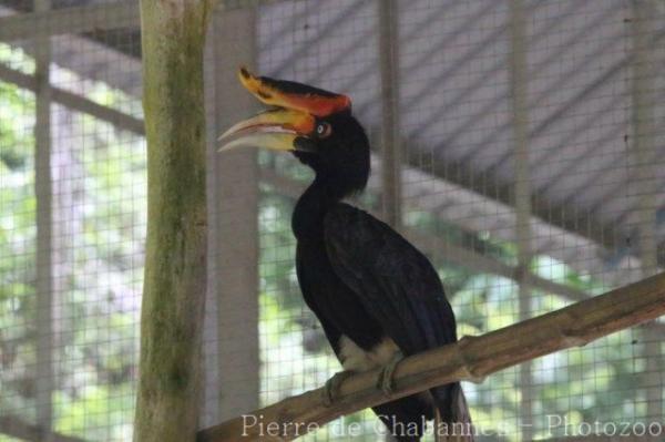 Bornean rhinoceros hornbill